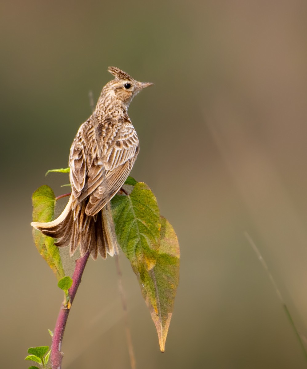 Oriental Skylark - ML632394054