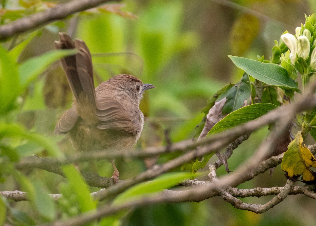 Jungle Prinia - ML632394060