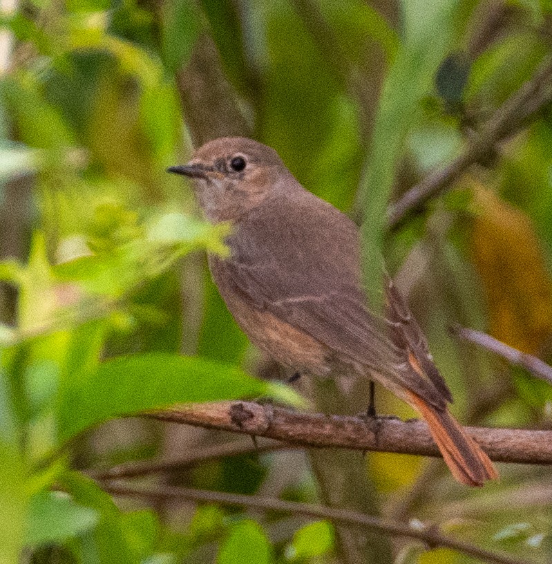Black Redstart - ML632394073