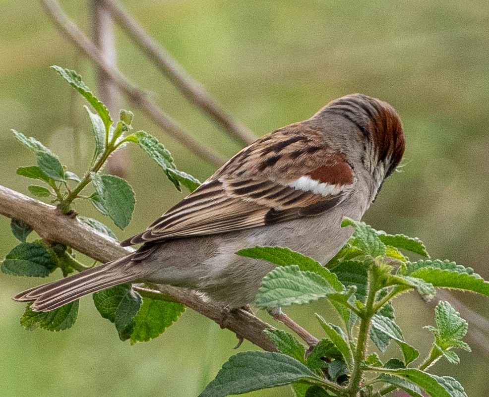 Sind Sparrow - ML632394094