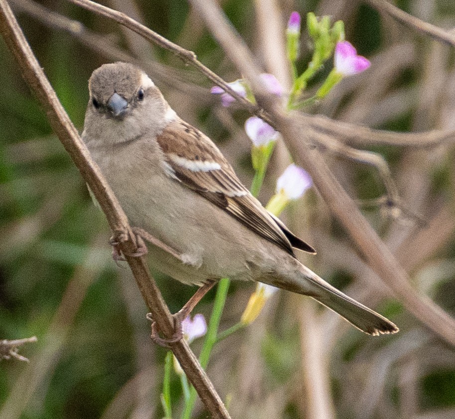 Sind Sparrow - ML632394095