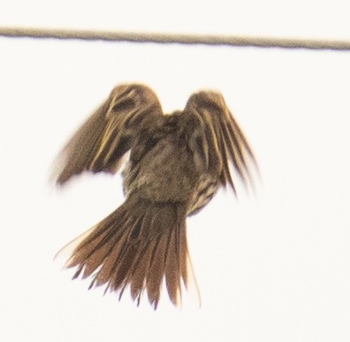 Rosy Pipit - ML632394100