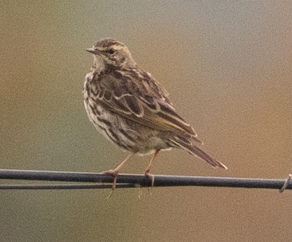 Rosy Pipit - ML632394101