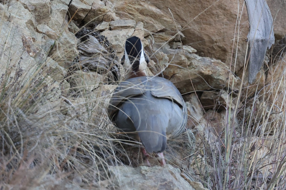 Arabian Partridge - ML632394347