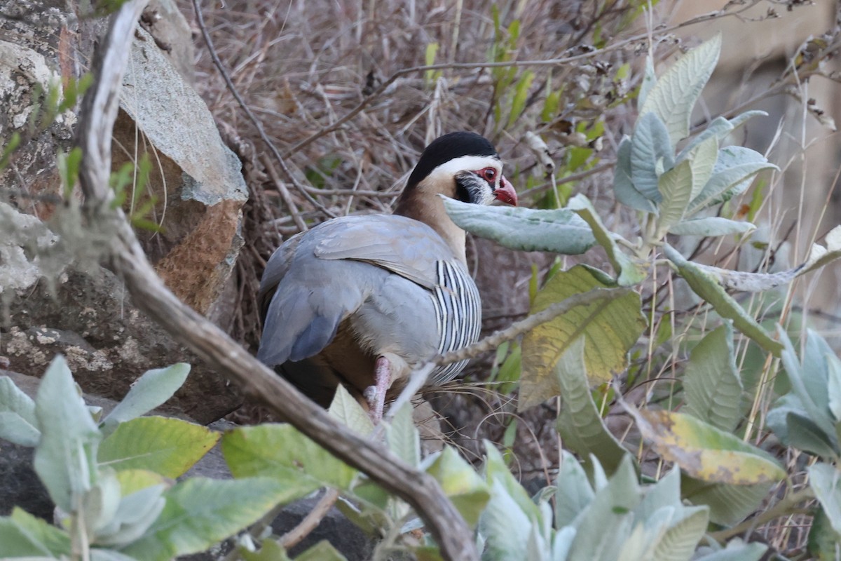 Arabian Partridge - ML632394348