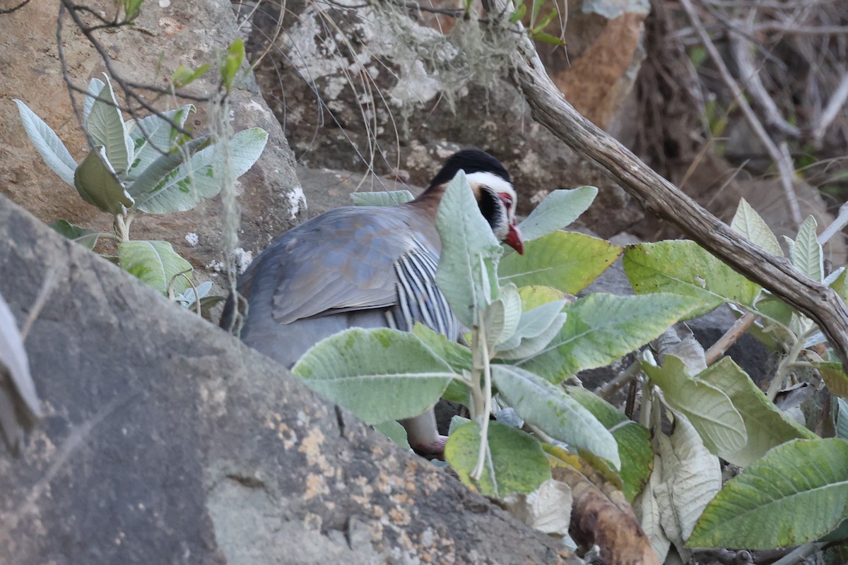 Arabian Partridge - ML632394349