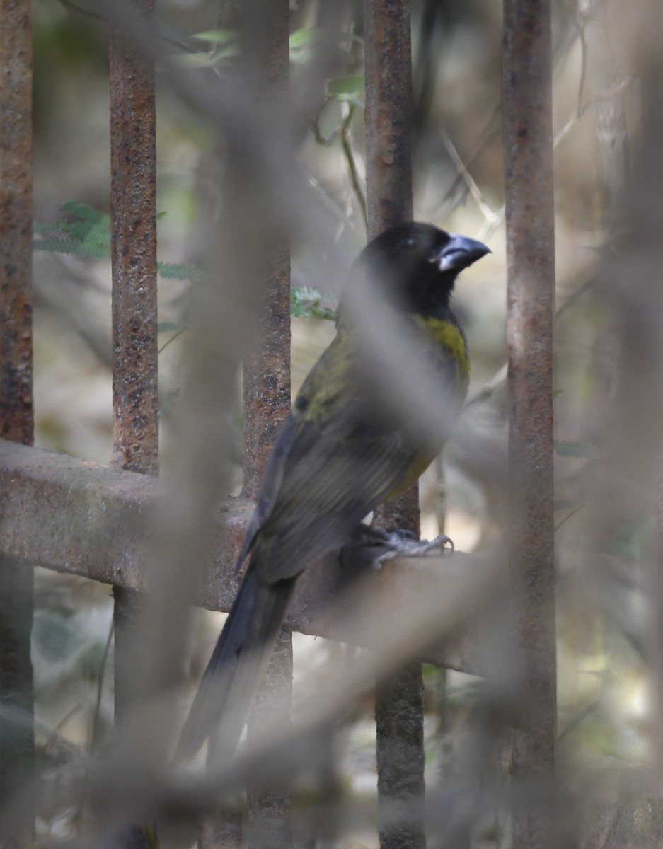 Crimson-collared Grosbeak - ML632394403
