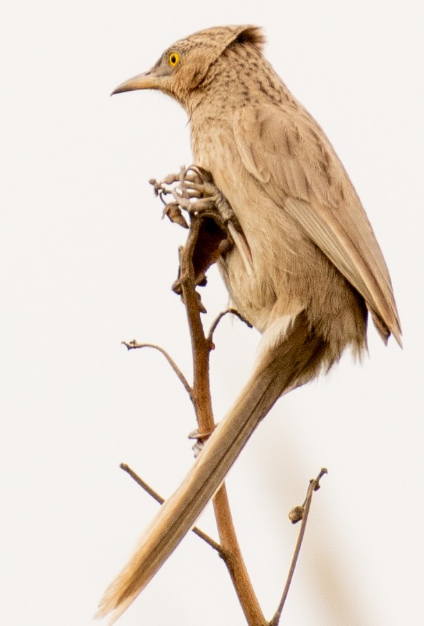 Striated Babbler - ML632394461