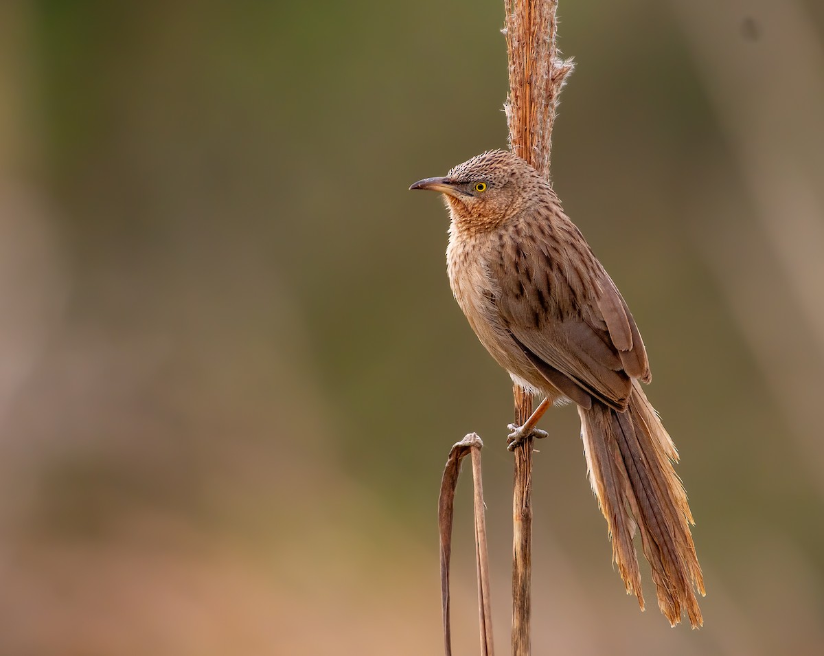 Striated Babbler - ML632394462