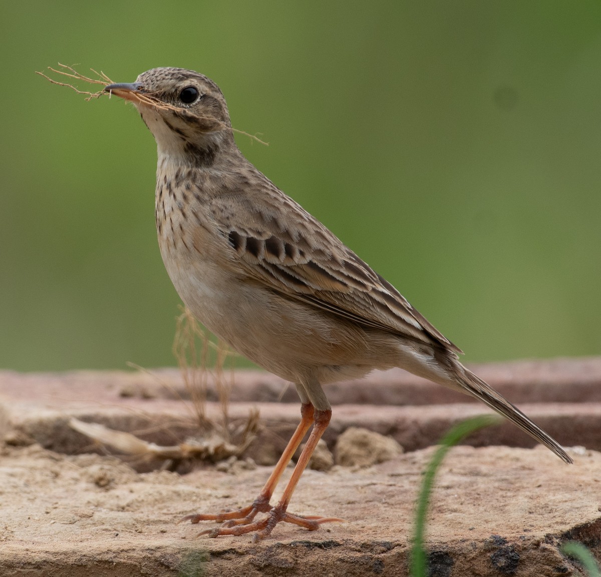 Paddyfield Pipit - ML632394506