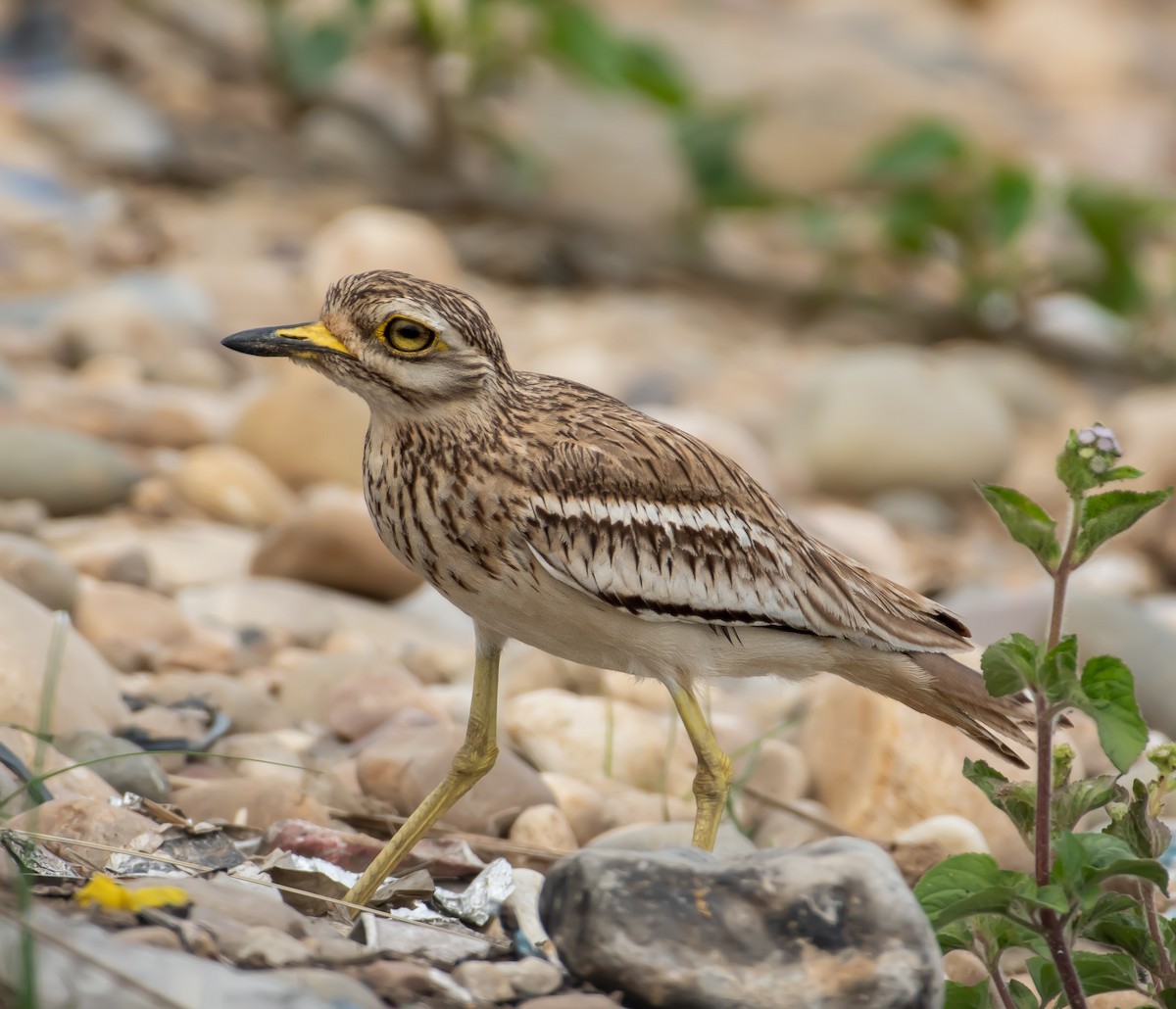 Indian Thick-knee - ML632394522
