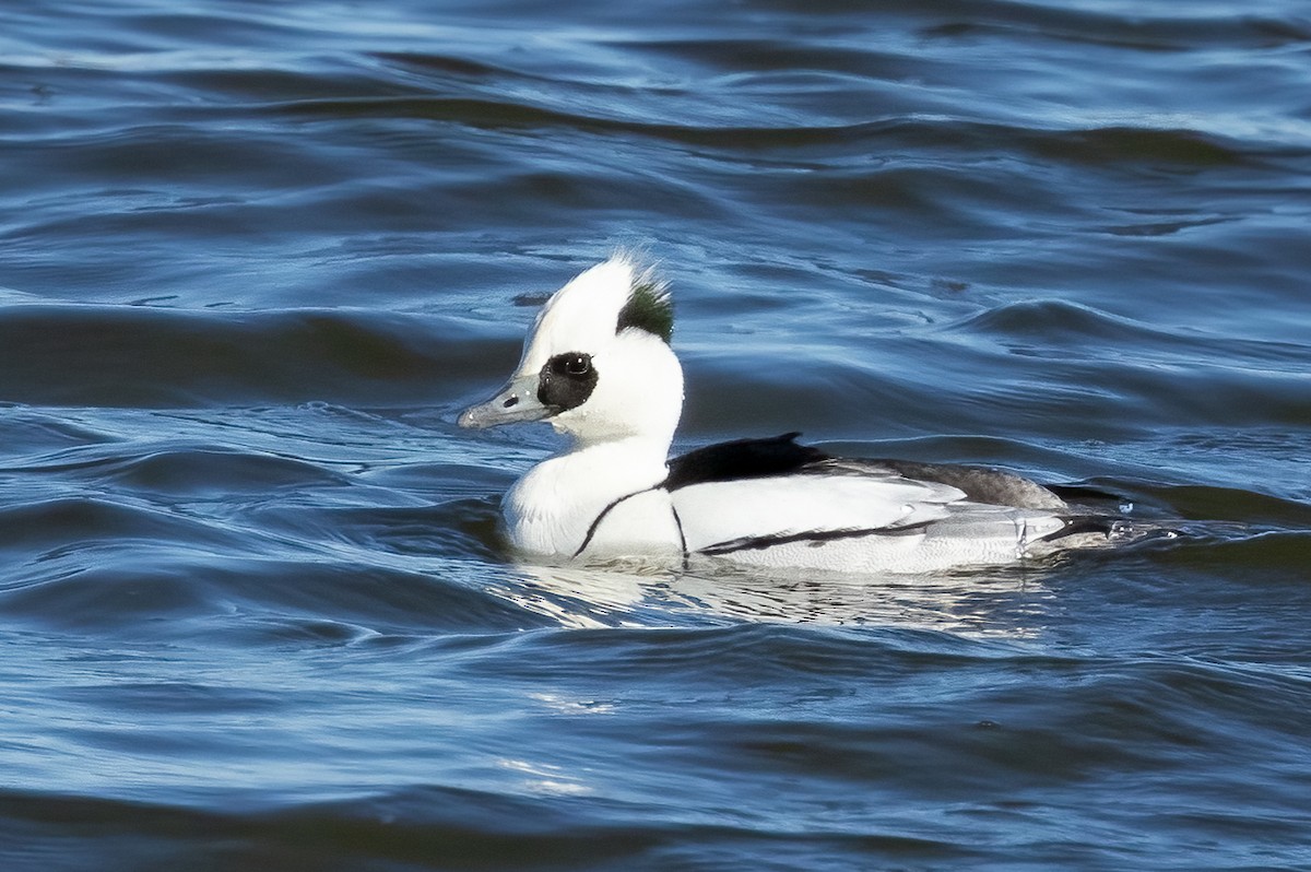 Pesciaiola - ML632395013