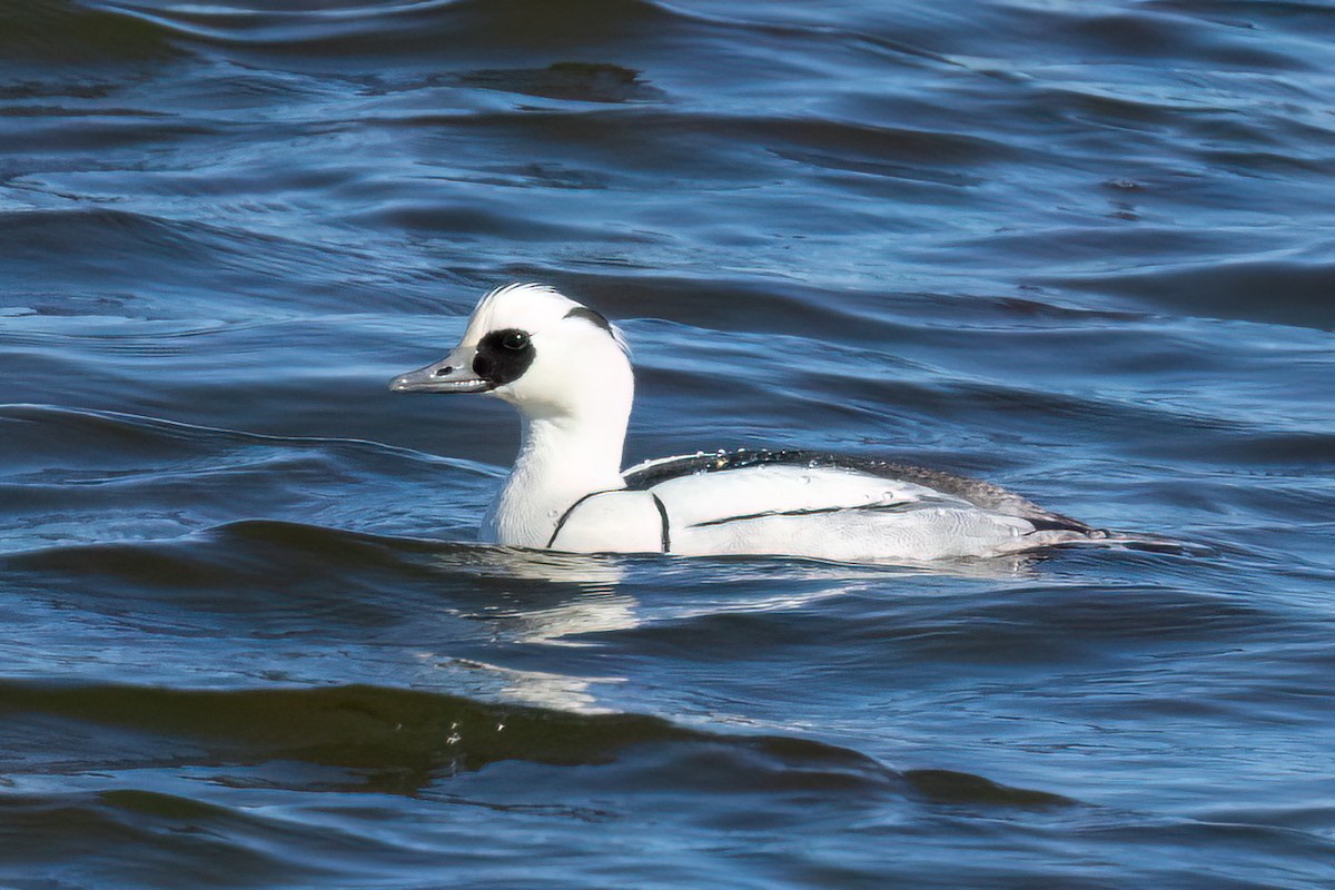 Pesciaiola - ML632395014