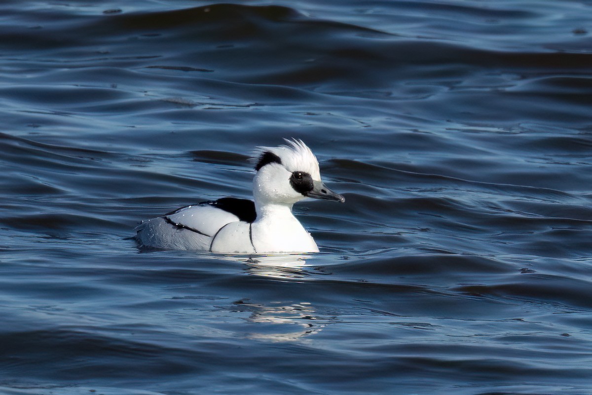 Pesciaiola - ML632395020