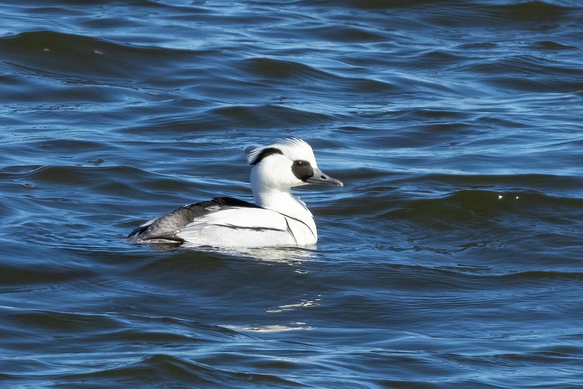 Pesciaiola - ML632395023