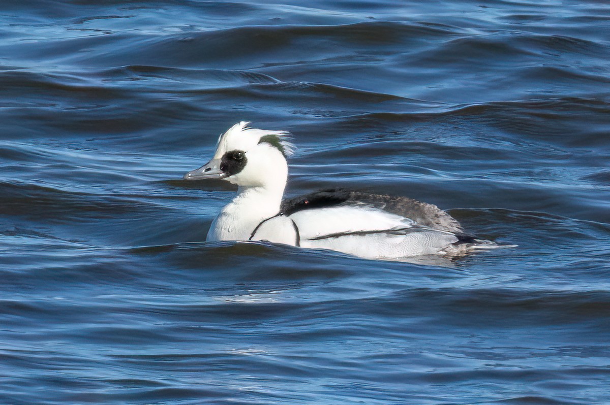 Pesciaiola - ML632395025