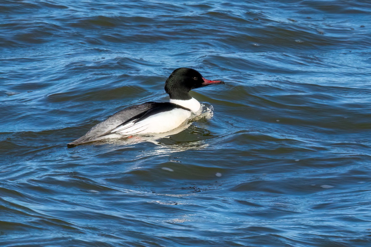 Smergo maggiore - ML632395031