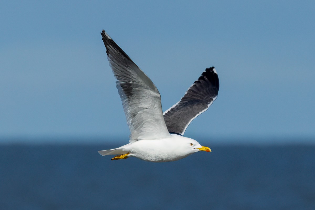 Zafferano - ML632395047