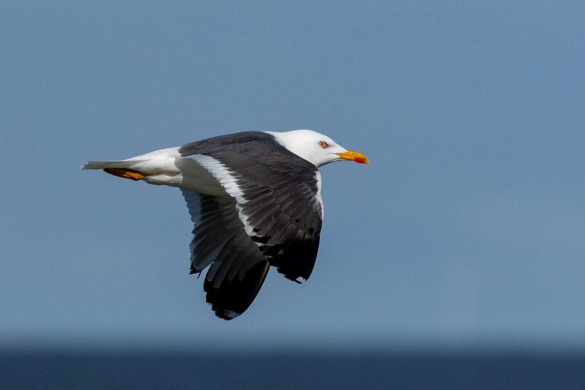 Zafferano - ML632395048