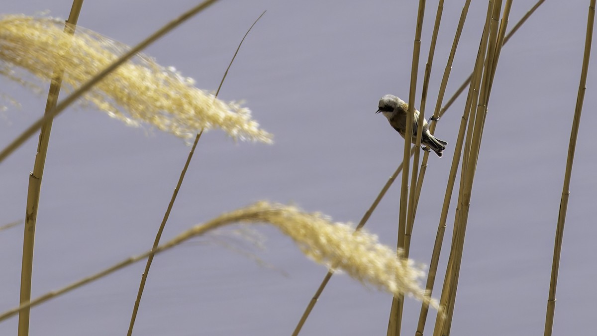 Eurasian Penduline-Tit - Robert Tizard