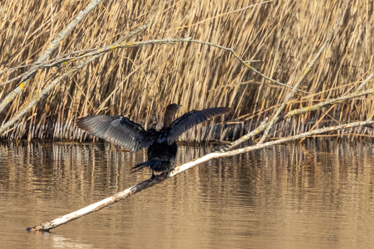 Marangone minore - ML632395141