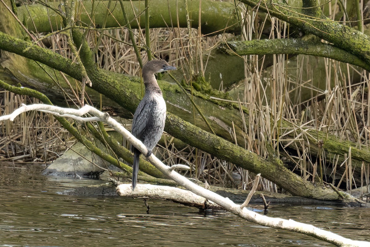 Marangone minore - ML632395142