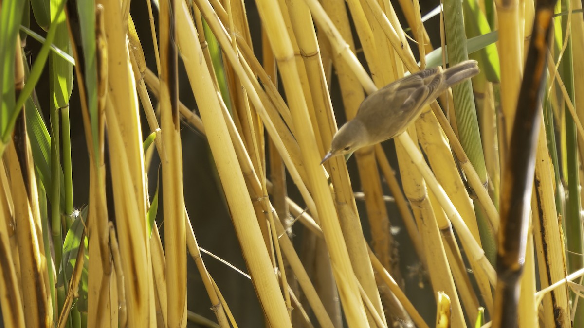 Common Reed Warbler (Caspian) - ML632395162