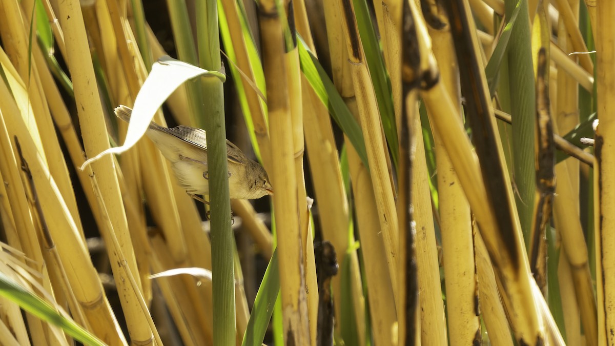 Common Reed Warbler (Caspian) - ML632395163