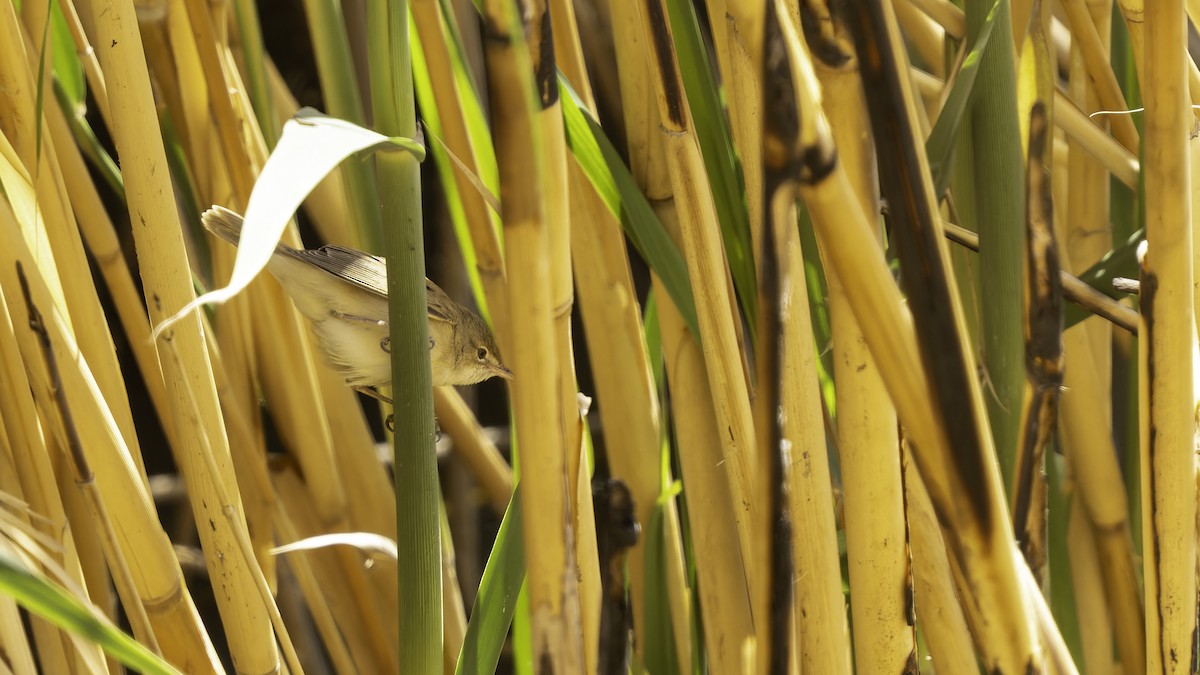 Common Reed Warbler (Caspian) - ML632395167