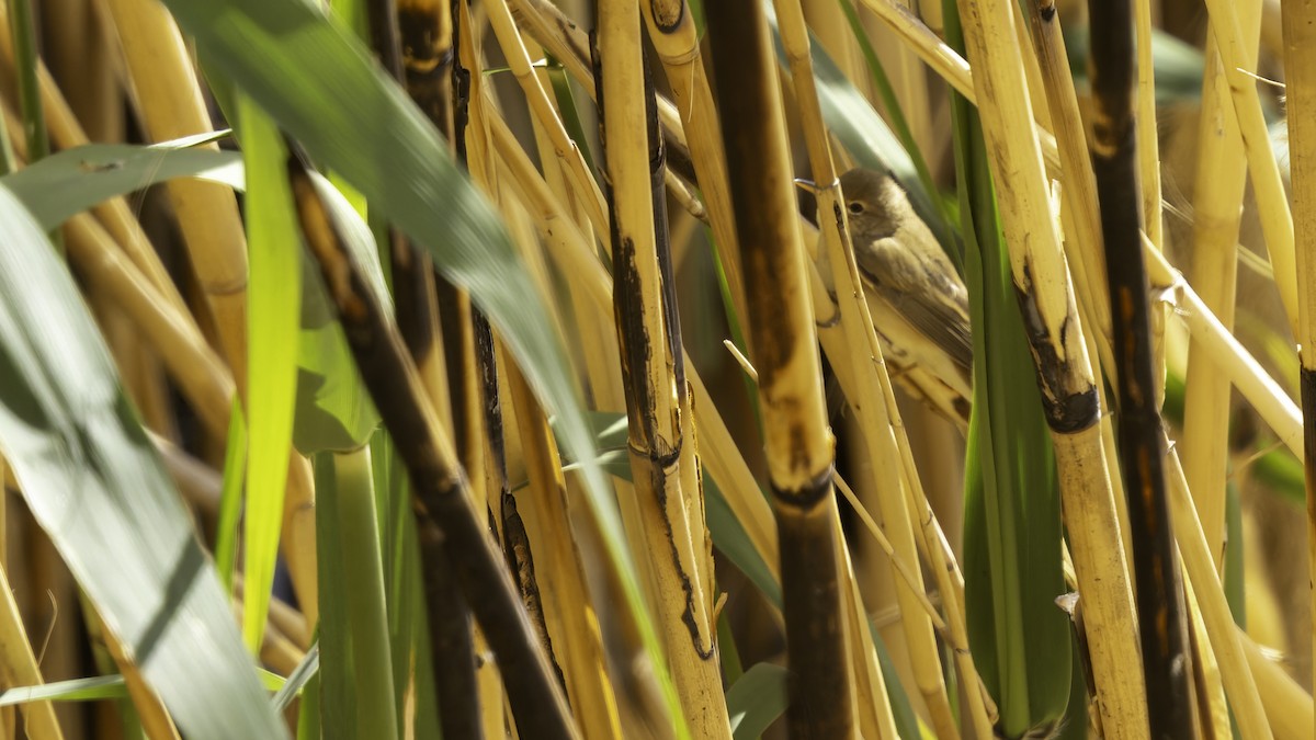 Common Reed Warbler (Caspian) - ML632395170