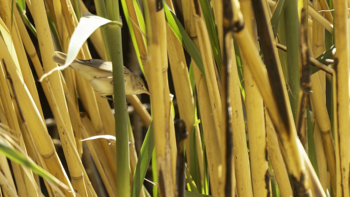 Common Reed Warbler (Caspian) - ML632395171