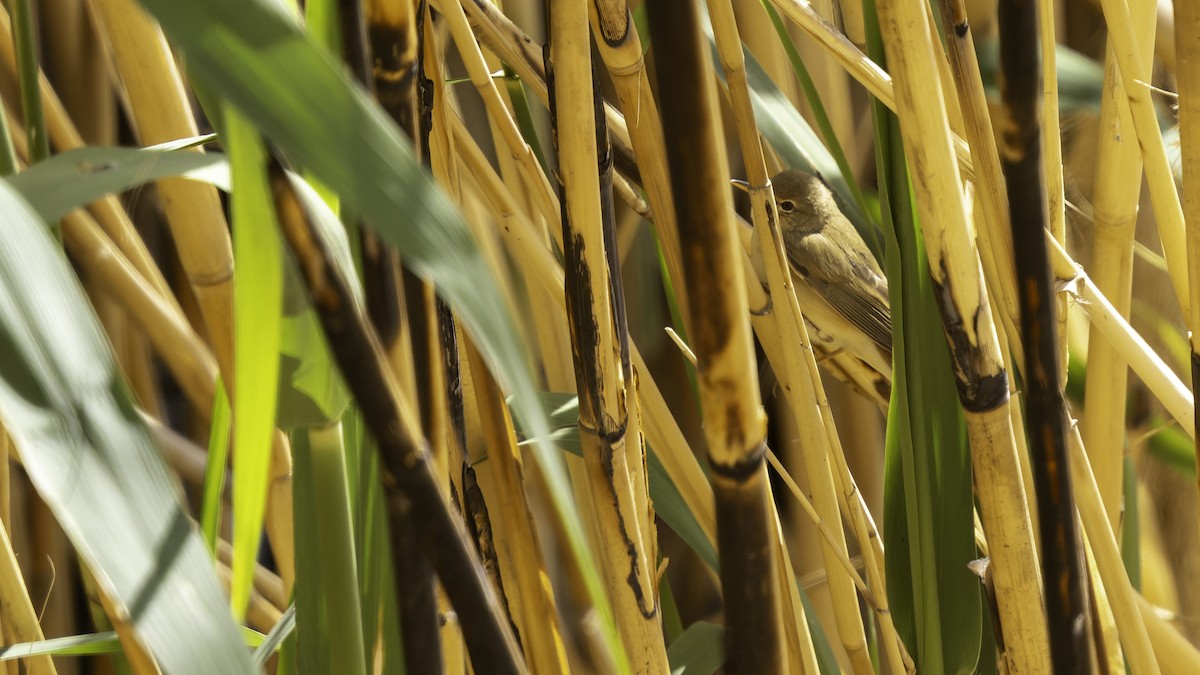 Common Reed Warbler (Caspian) - ML632395172