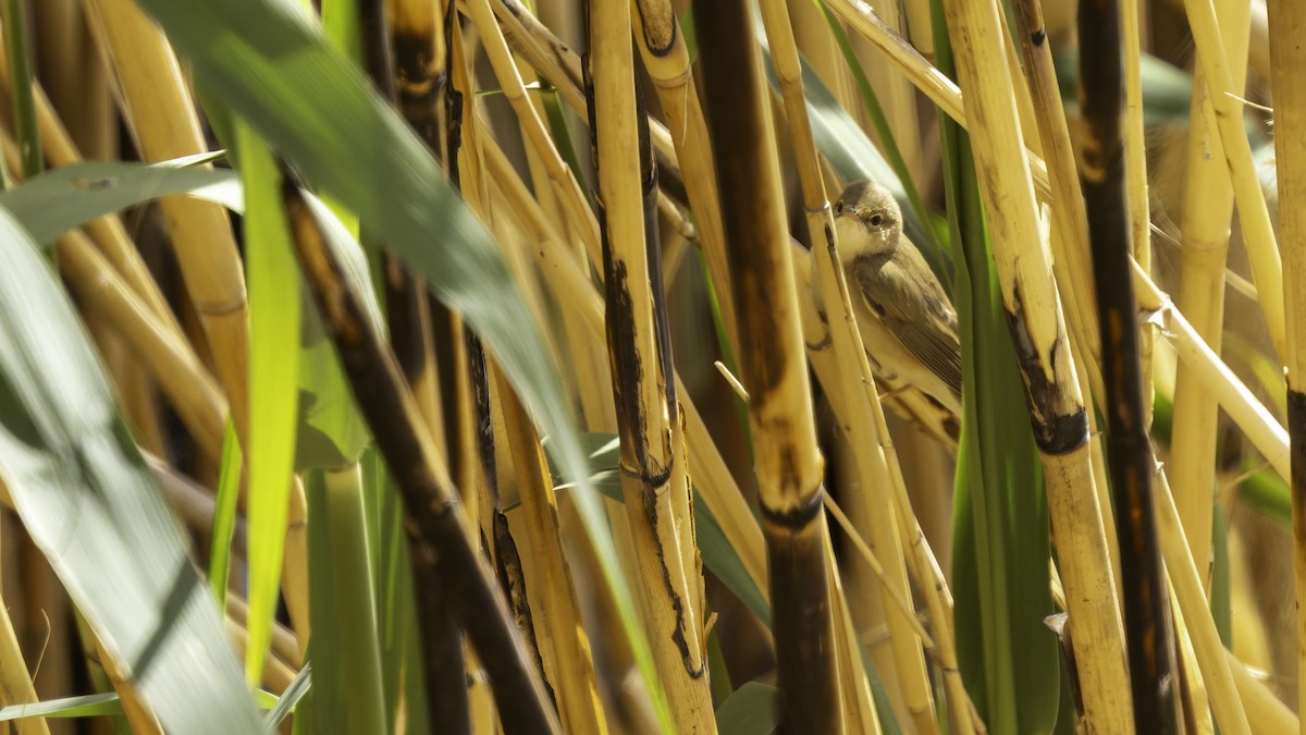 Common Reed Warbler (Caspian) - ML632395173