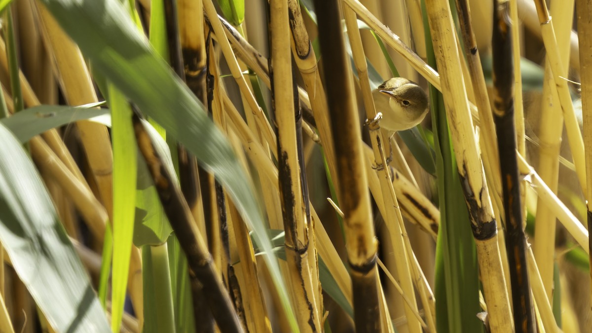 Common Reed Warbler (Caspian) - ML632395175