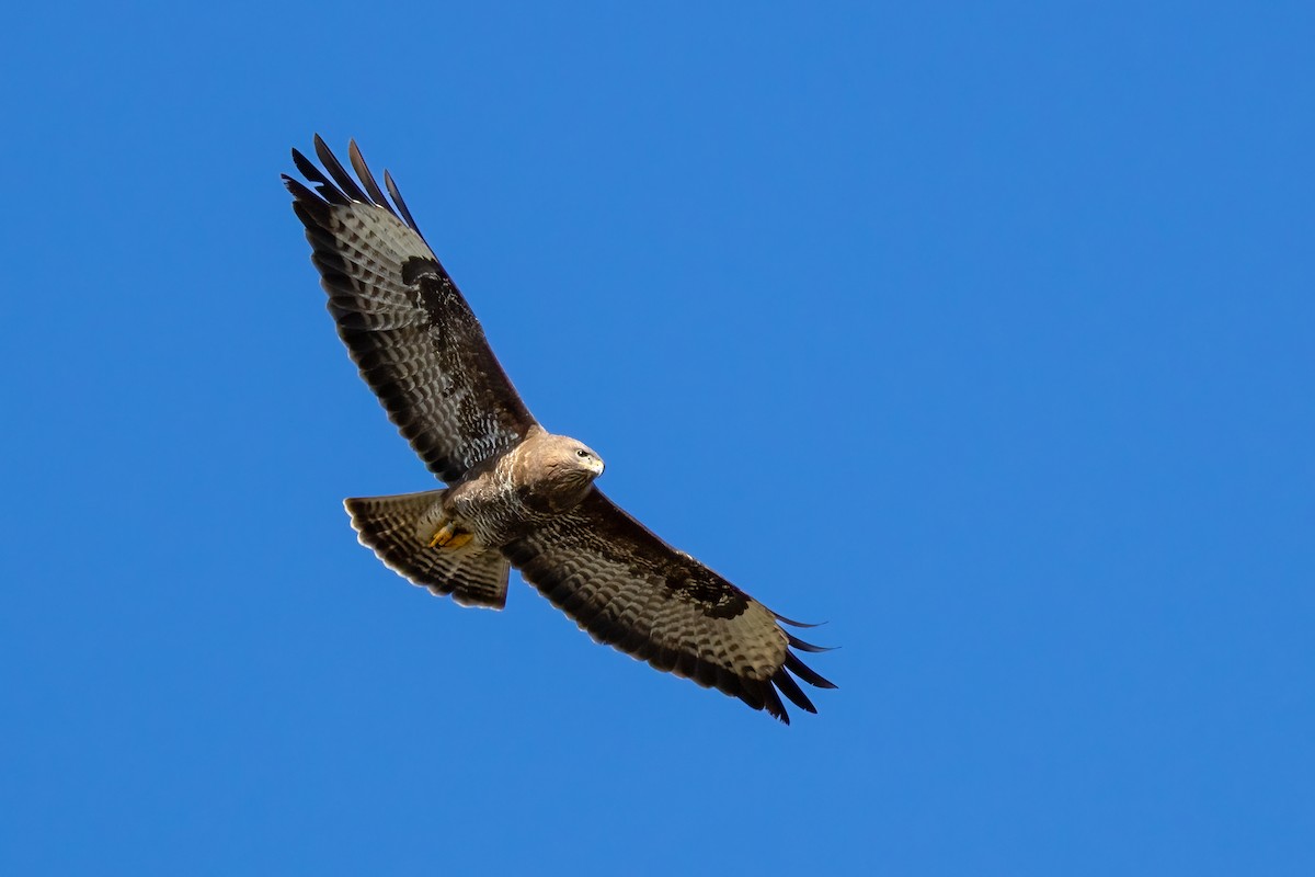 Poiana - ML632395181