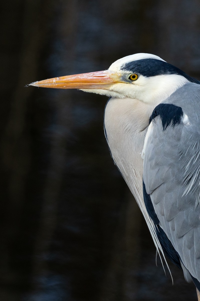 Airone cenerino - ML632395184