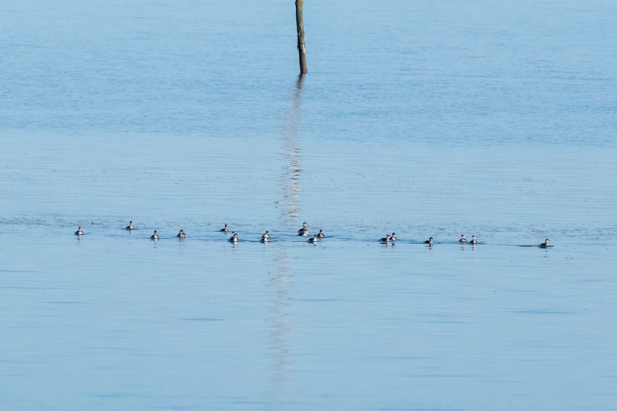 Svasso piccolo - ML632395206