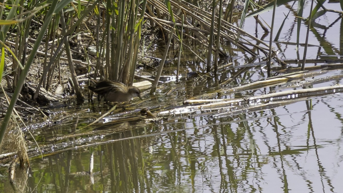 Little Crake - ML632395258