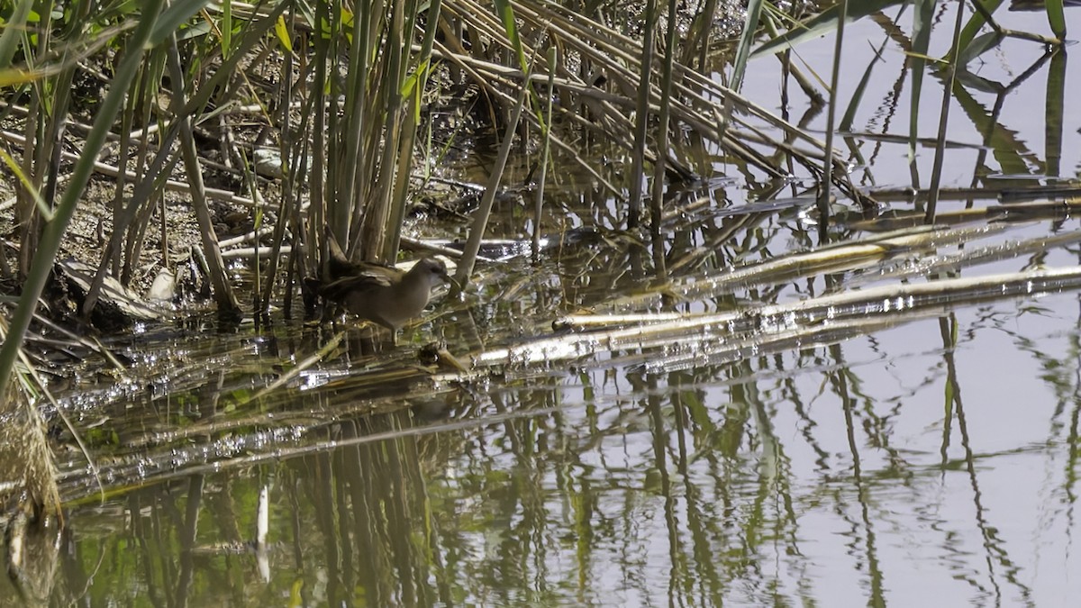 Little Crake - ML632395260