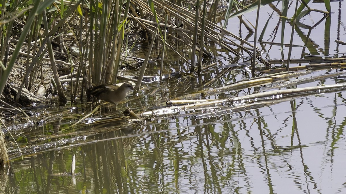 Little Crake - ML632395261