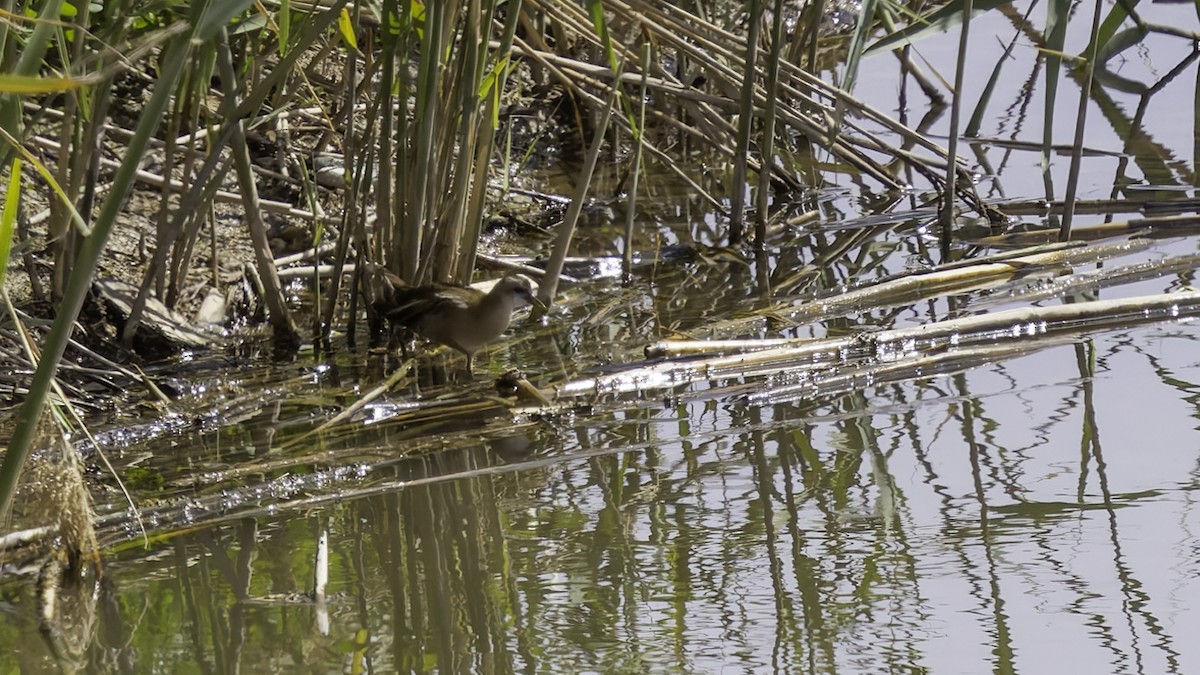 Little Crake - ML632395262