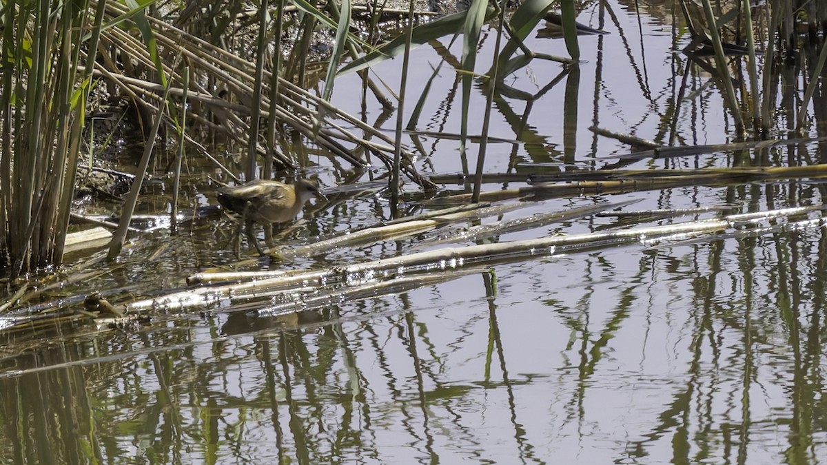 Little Crake - ML632395263