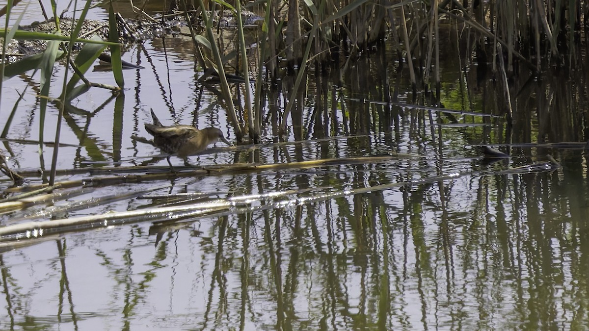 Little Crake - ML632395264