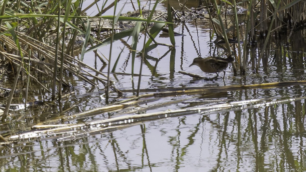 Little Crake - ML632395265