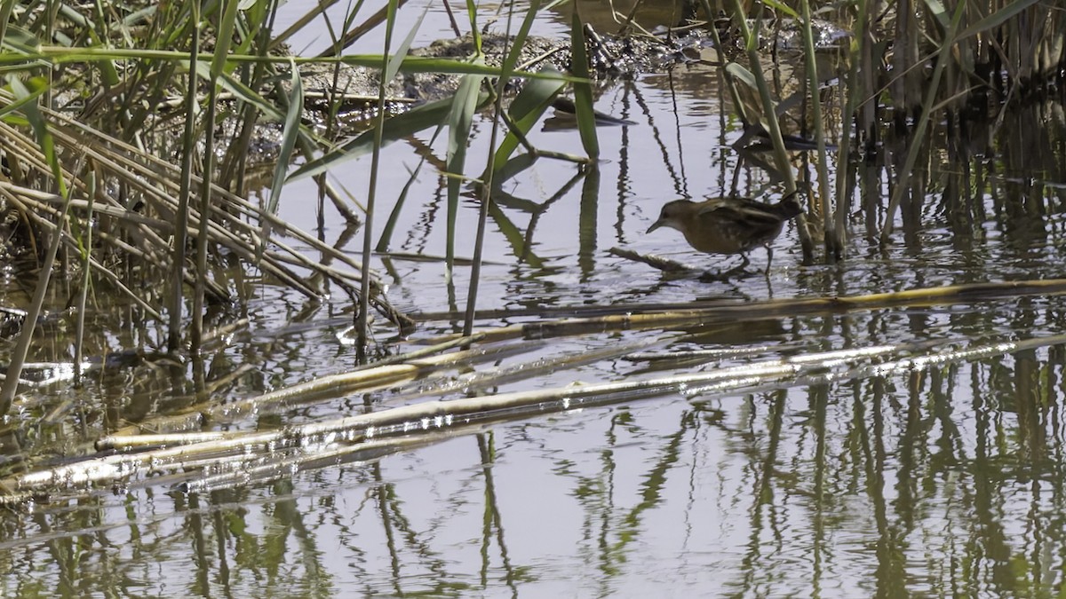 Little Crake - ML632395266