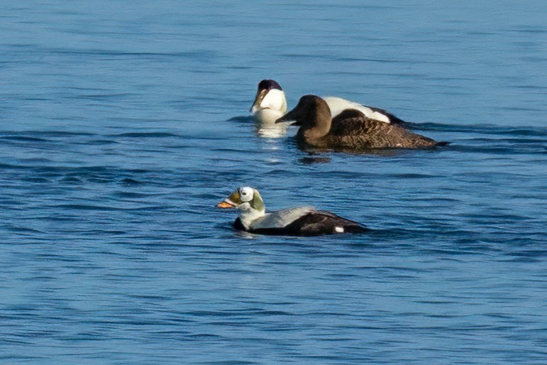 Spectacled Eider - ML632395283