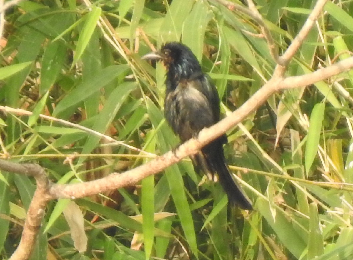 髮冠卷尾 - ML632395287