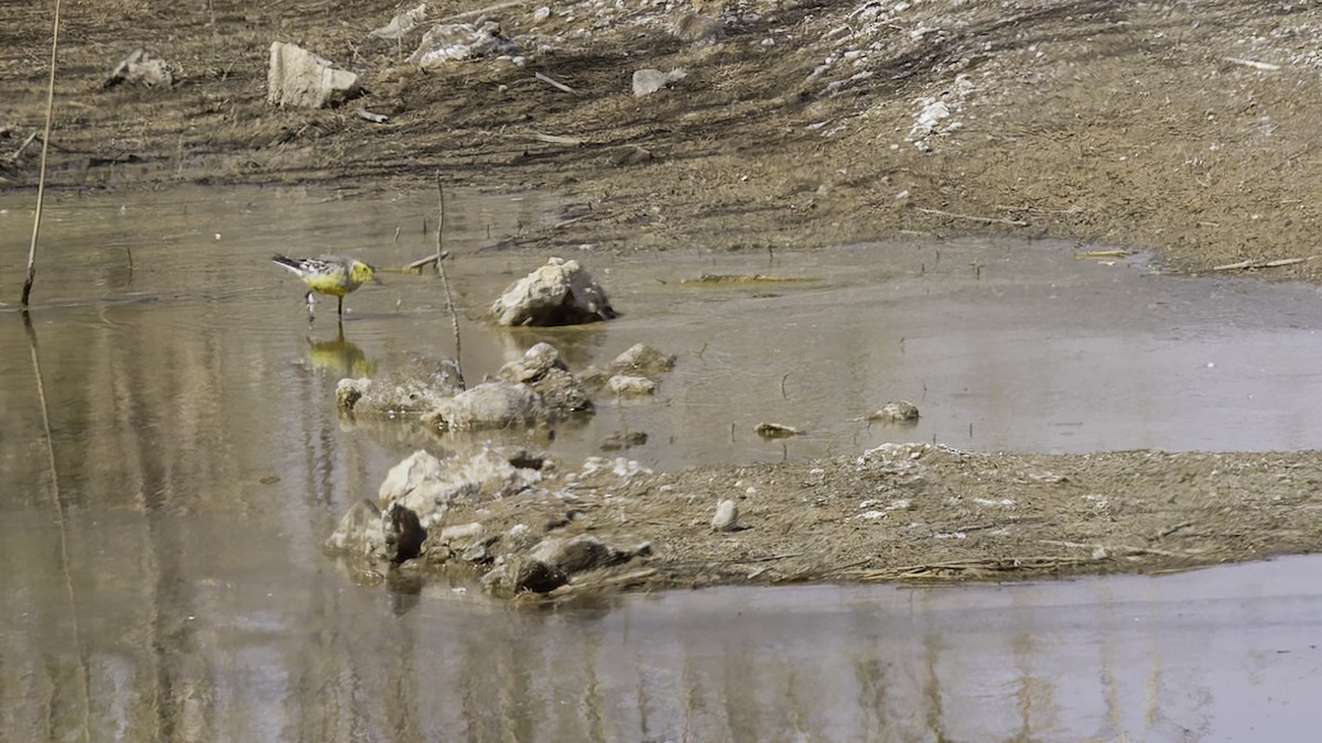 Citrine Wagtail - ML632395288