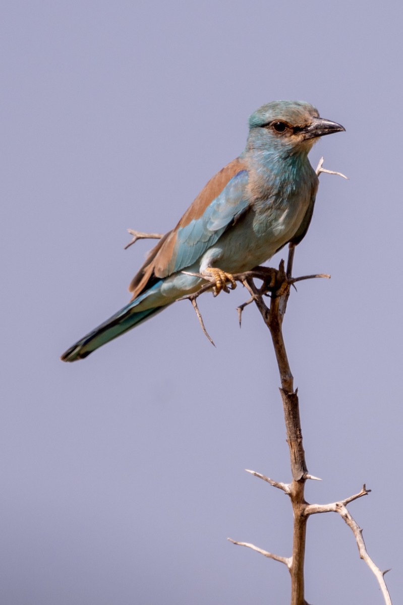 European Roller - ML632395348