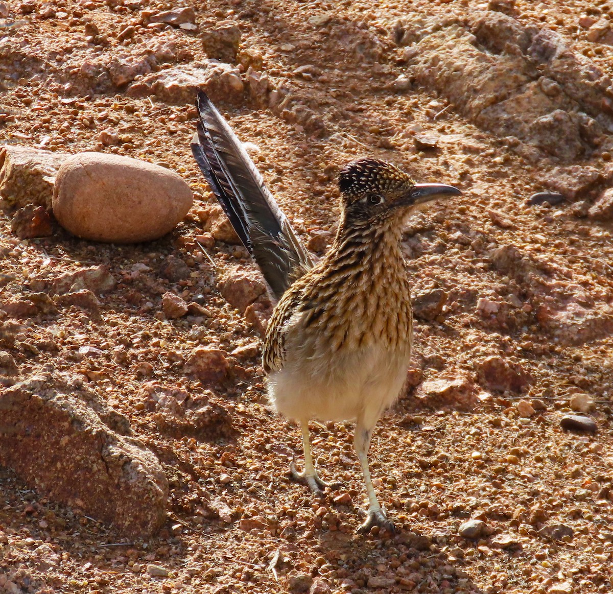 Greater Roadrunner - ML632395435